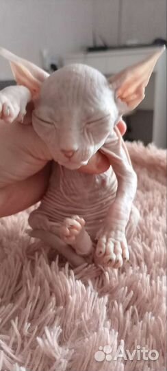 Донской сфинкс котята