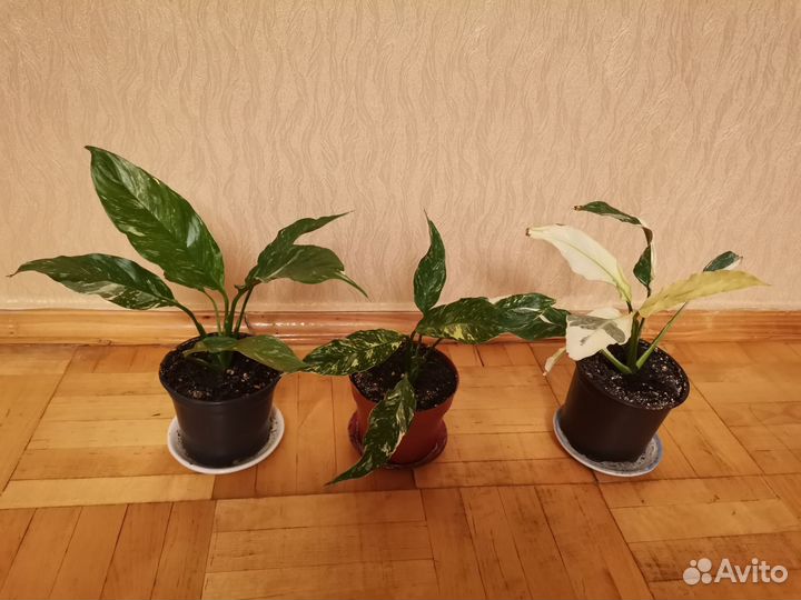 Спатифиллум Даймонд вариегантный