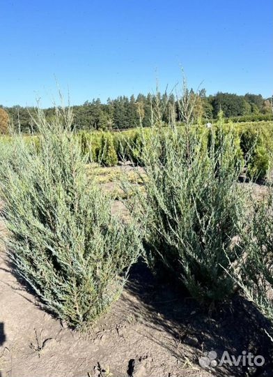 Можжевельник Блю Эрроу из питомника с доставкой