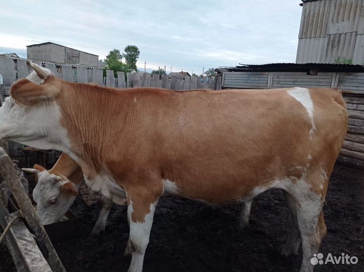Продается телка 2,5 лет