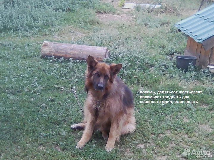 Немецкая овчарка