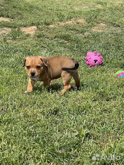 Щенки Стаффордширского бультерьера