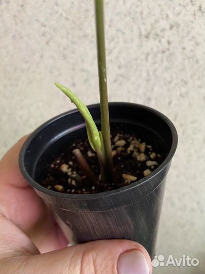 Сингониум панда