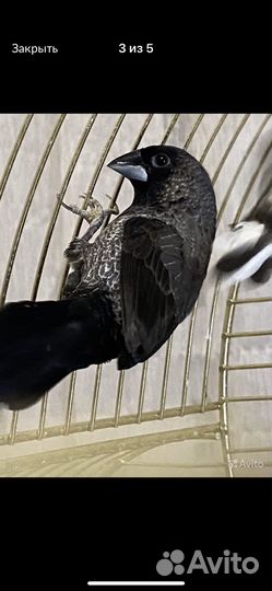 Японские амадины