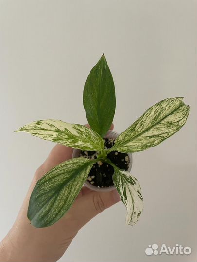 Спатифиллум джемини (вариегатный)