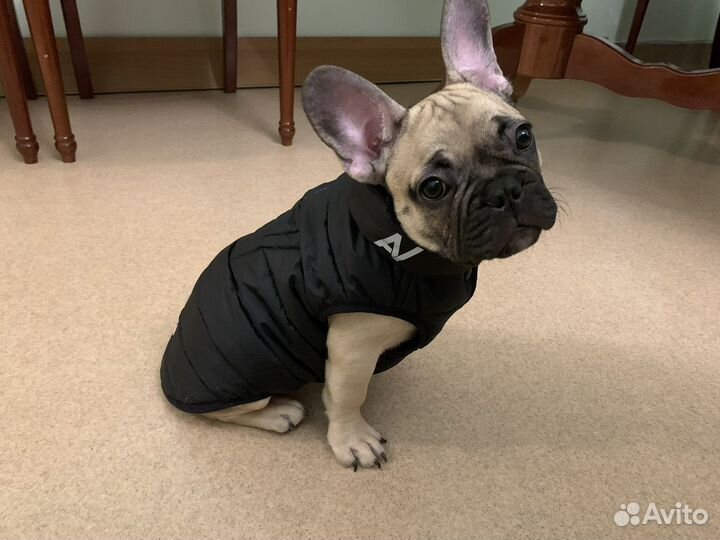 Куртка для собак AiryVest ONE, размер S 35, черная