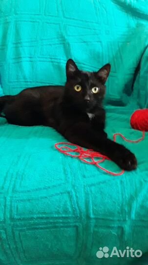 Кот Черный Пантерчик в дар в добрые руки