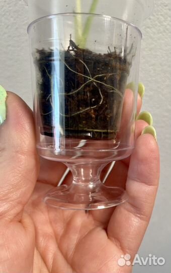 Алоказия пинк бэк вар