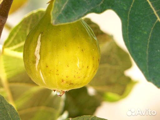 Инжир Лемон