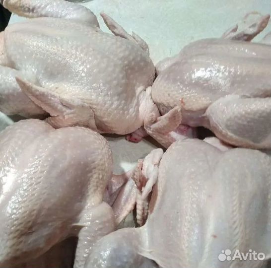 Цыпленок домашнего бройлера (курица)