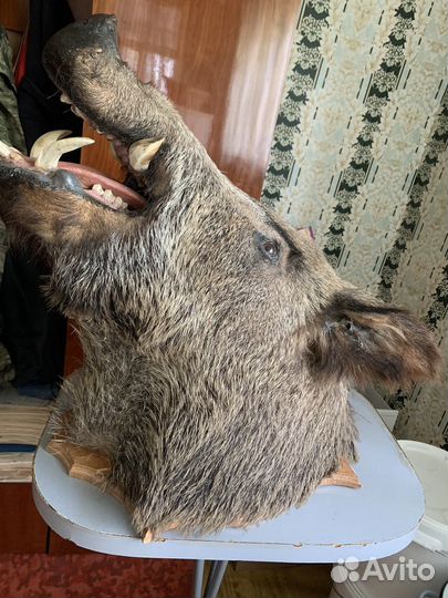 Чучело кабана