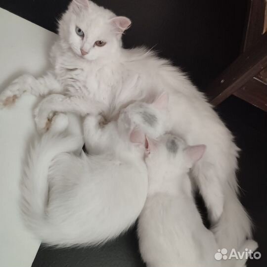 Кошка и котенок