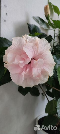 Сортовые гибискусы