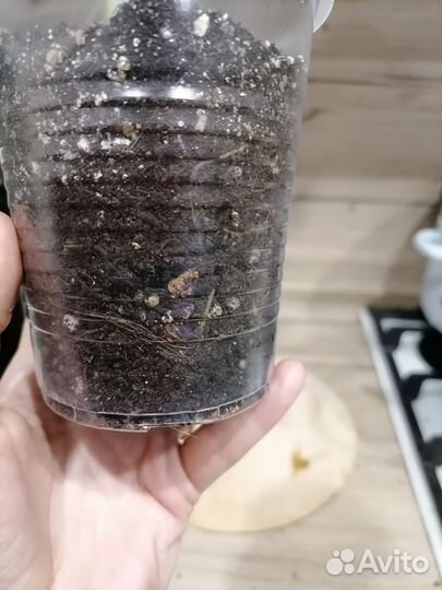 Фикус Умбеллата