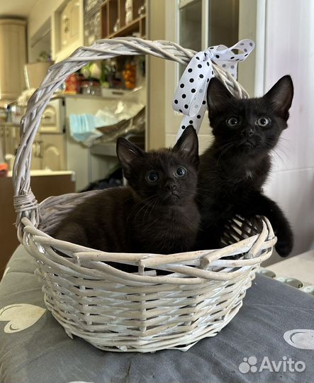 Котята в добрые руки даром