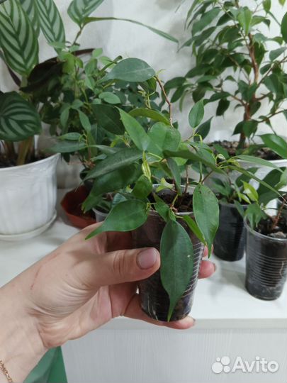 Фикус бенджамина