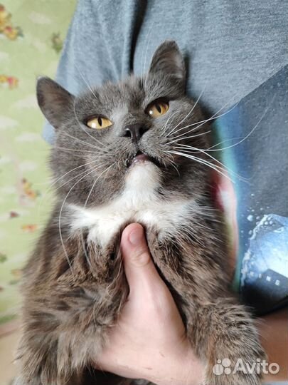 Ласковый кот