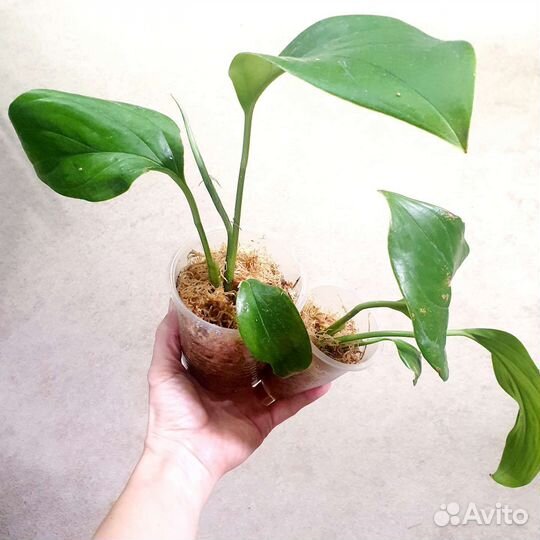 Монстера Карвинского (акумината)