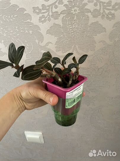 Лудизия, драгоценная орхидея