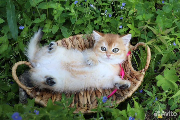 Британская кошка золотая шиншила