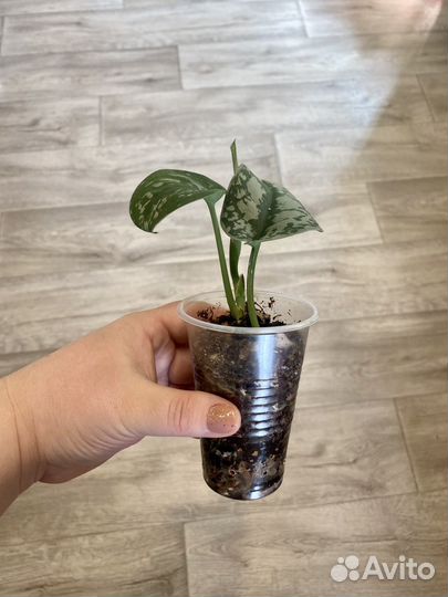 Эпипремнумы