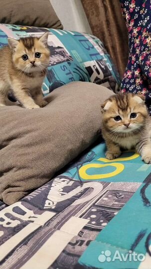 Британские котята