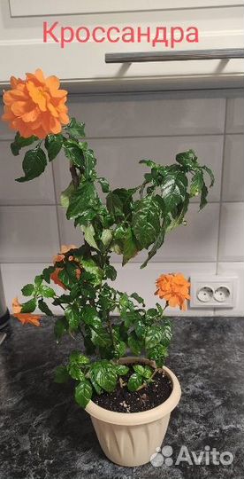 Цветы домашние. Кроссандра, драцена, кротоны