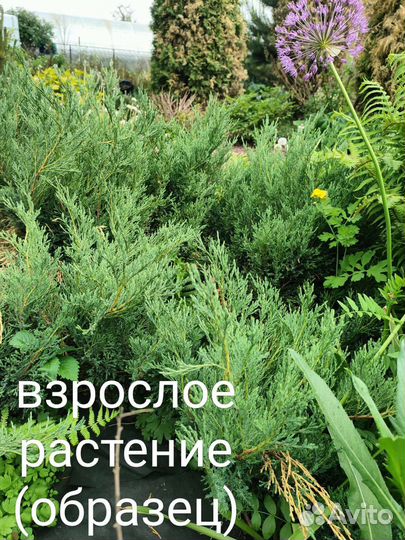 Туя микробиота