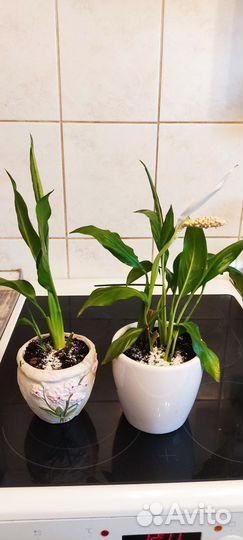 Спатифиллум