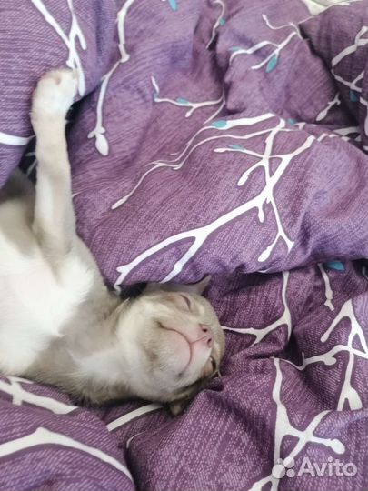 Вязка кобель чихуахуа