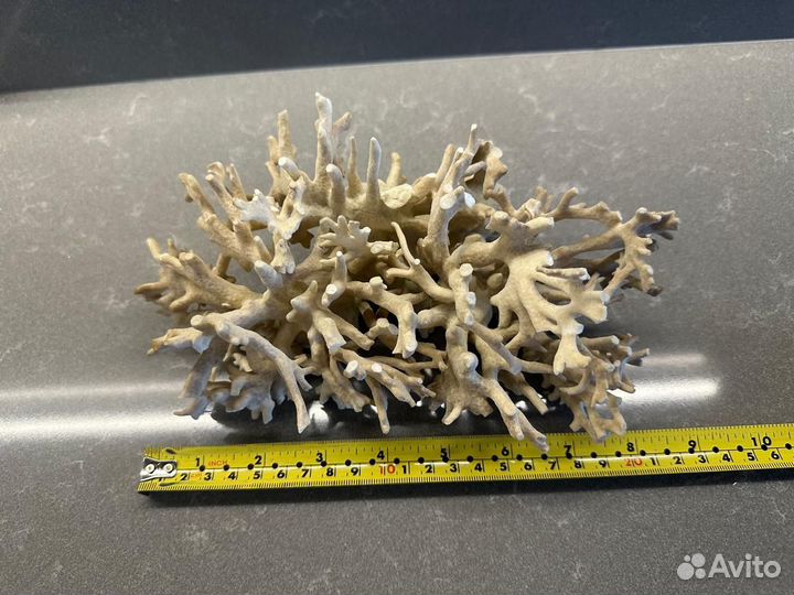 Морские кораллы