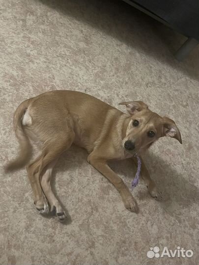 Передержка животных на дому