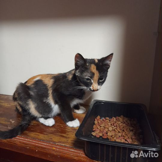 Котята отдам бесплатно