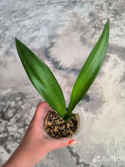 Сансевиерия сортовая