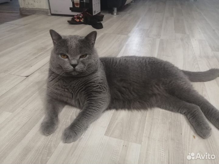 Британский котик вязка