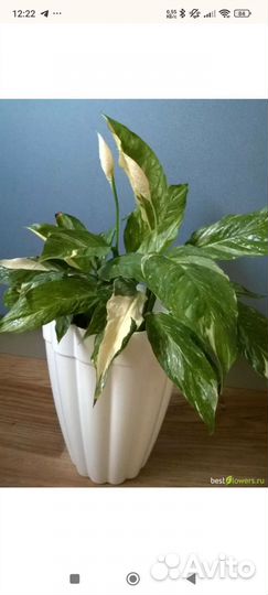 Спатифиллум Пикассо