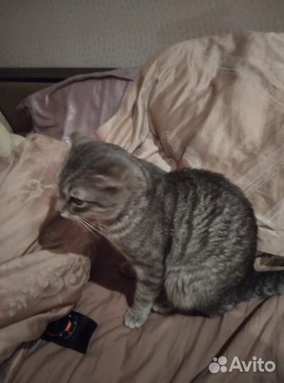 Вислоухий кот бесплатно