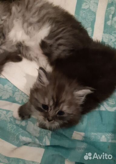 Британские Котята в добрые руки бесплатно