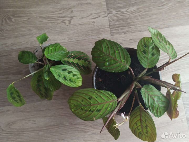 Комнатные цветы антуриум