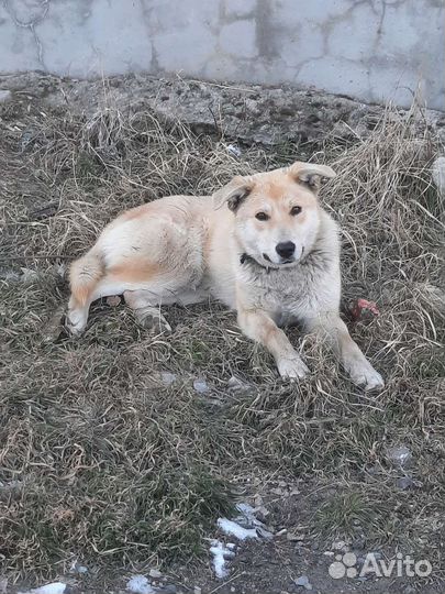 Собака для охраны