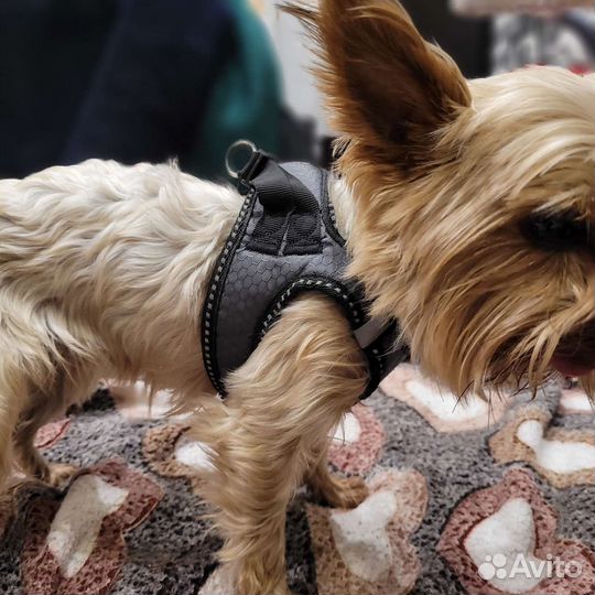 Ошейник для собак