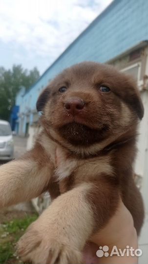 Собака в добрые руки отдам бесплатно щенки