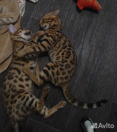 Бенгальские котята