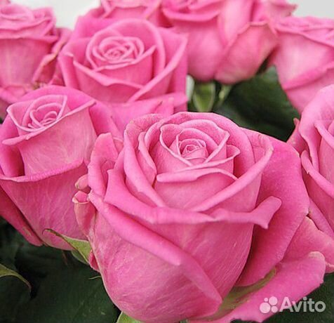 Розы оптом про-во Россия (Уральская роза)
