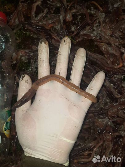 Черви выползки для рыбалки