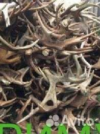 Рога оленя и лося