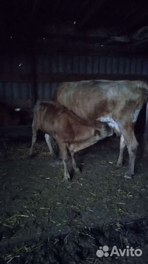 Коровы и бычки