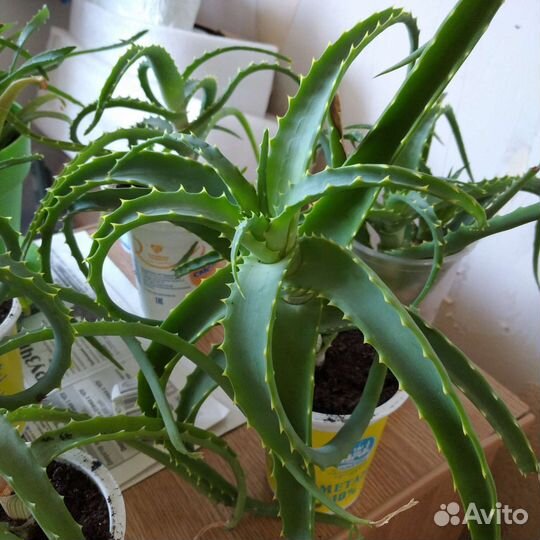 Алоэ лечебный