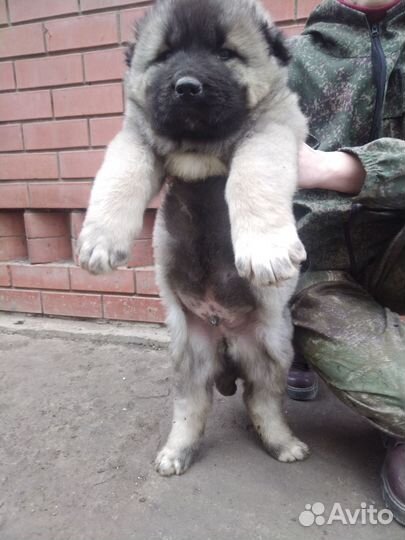 Кавказская овчарка