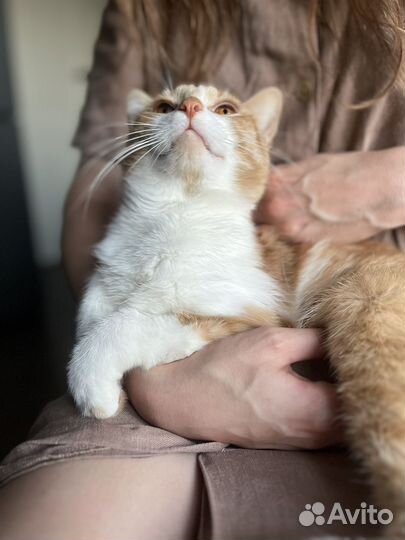 Ласковый рыжий кот